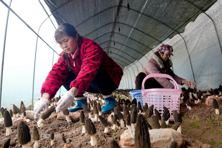 羊肚菌豐收采摘忙